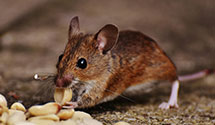 24 Hour & Emergency Exterminators in Courtesy Reply Firm Zip, OH